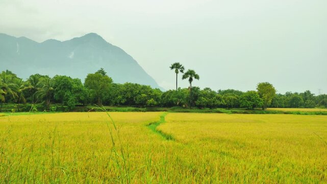 Golden Rice Field with Coconut and Palm Trees at Nelliyampathy Hills, Kollengode, Kerala