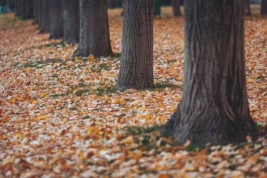 Colorful autumn leaves blanket the ground beneath sturdy trees in a serene park - Powered by Adobe