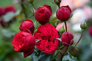 Close-up of deep red garden rose in full bloom with dark buds and lush green background in summer