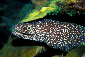Portrait of a Spotted Moray Eel underwater on the reef,, Gymnothorax moringa