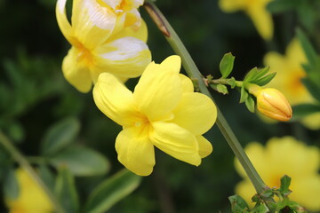 日本の春の庭に咲くウンナンオウバイの黄色い花