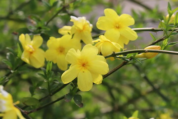 日本の春の庭に咲くウンナンオウバイの黄色い花