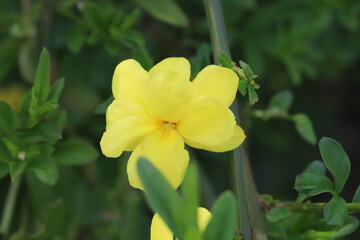 日本の春の庭に咲くウンナンオウバイの黄色い花