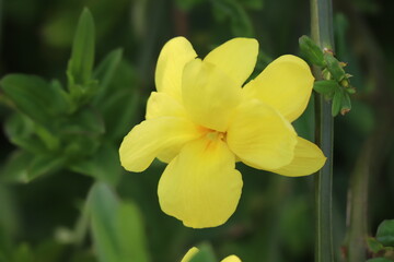 日本の春の庭に咲くウンナンオウバイの黄色い花