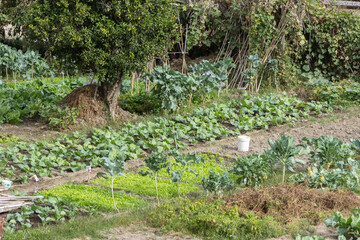 Growing fresh organic vegetables in a home garden