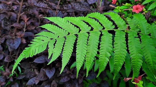 Green fern leaves swaying in the wind.