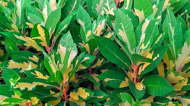 Beautiful green and yellow leaves in the garden.