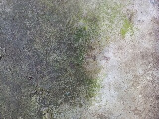 Heavy Moss and Grime on Damp Concrete Surface