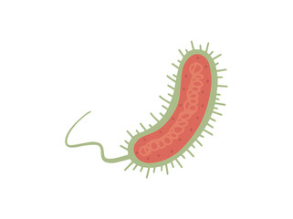 Vibrio Cholerae Bacteria Illustration
