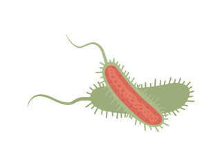 Vibrio Cholerea or Asiatic Cholera
