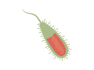 Vibrio Cholerea or Asiatic Cholera

