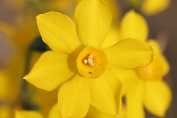 日本の春の庭に咲く黄色いミニスイセンの花