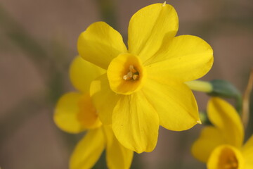 日本の春の庭に咲く黄色いミニスイセンの花