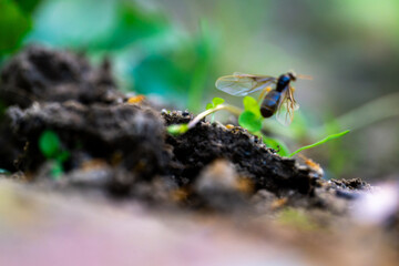 Fototapete bei efototapeten.de bestellen   