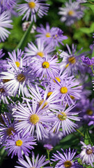 Fototapeta premium Macro image of sunlit Italian Aster blooms, Derbyshire England 