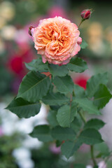 Soft orange rose in full bloom with buds in summer garden