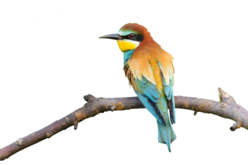 European bee-eater / Bienenfresser (Merops apiaster)