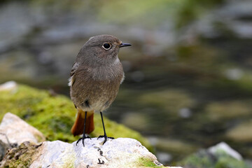 Black redstart // Hausrotschwanz (Phoenicurus ochruros)
