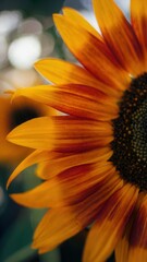 Closeup of a vibrant sunflower with orange and red petals in a garden setting