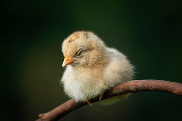 Newborn sick chicken sitting on a tree branch