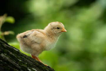 Newborn chicken standing on a tree