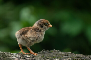 A fluffy baby chicken walks on a tree against a soft green background