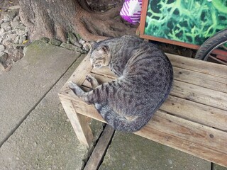 Top view of stray tabby cat sleeping on wooden bench