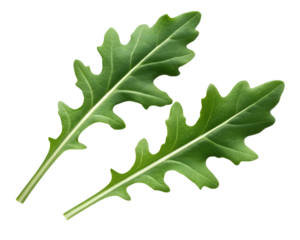 arugula leaves isolated on transparent white background full depth of field clipping path