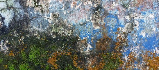 Tropical Wall With Green Moss And Fungi Texture