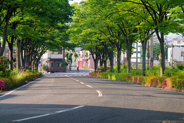 新緑の並木道、朝の光と影、日本の街並み
