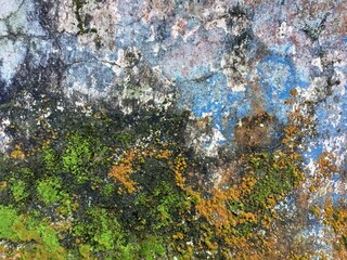 Tropical Wall With Green Moss And Fungi Texture