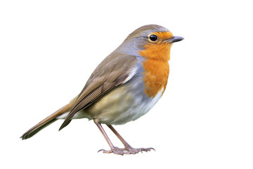 Obraz premium A high-quality photograph of a European Robin (Erithacus rubecula) bird against a pure white background.