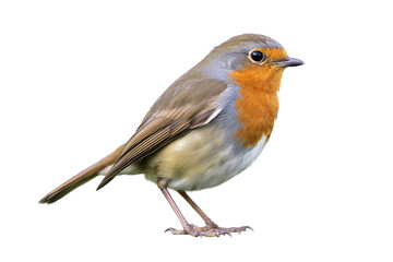 A high-quality photograph of a European Robin (Erithacus rubecula) bird against a pure white background.