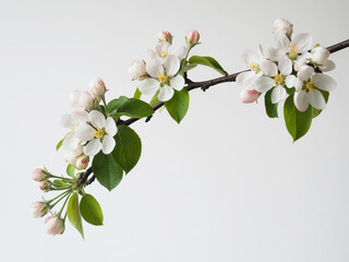 Fototapeta premium A high-resolution photograph of a blooming apple tree branch against a pure white background.