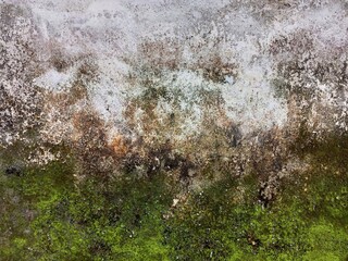 Vibrant Green Moss Growing on Dirty Concrete Wall
