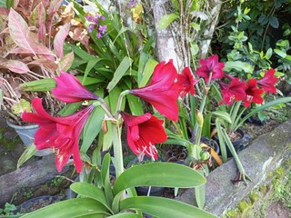 Vibrant Red Amaryllis Flowers Blooming in Tropical Garden