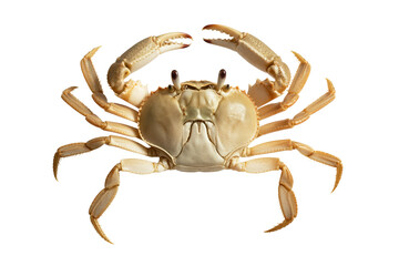 A high-resolution photograph of a sand-colored crab against a pure white background.