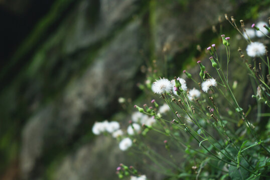 Dandelions grow from the gap of stone wall. Dandelion with white fluff and unbloomed flowers. Symbols of vitality and lives.