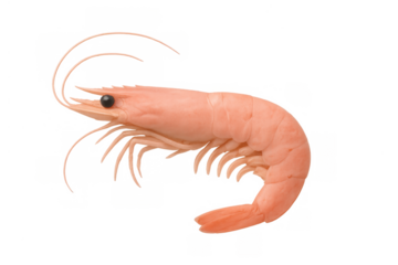 Cooked pink shrimp on transparent background, fresh seafood, healthy eating, gourmet food ingredient, ocean crustacean