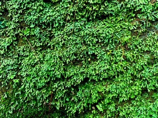 Green moss background