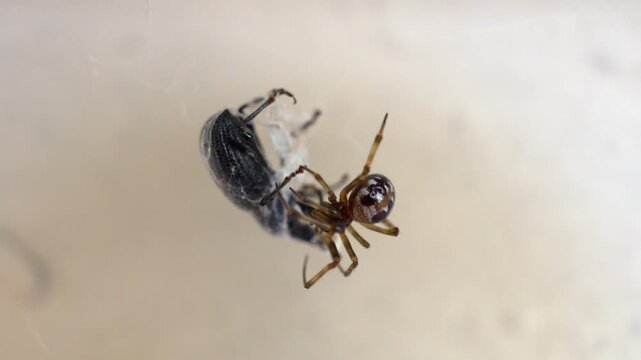 A spider is eating a bug. The spider is brown and black. The bug is white