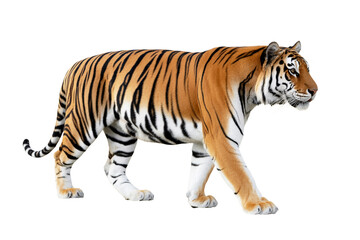 Obraz premium A photorealistic image of a majestic Bengal tiger in profile view, facing right against a pure white background.
