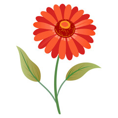 helenium chelsey  on flower on white background