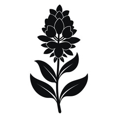 hebe veronica flower silhouette vector on white background