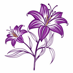  hemerocallis purple doro line art on white background