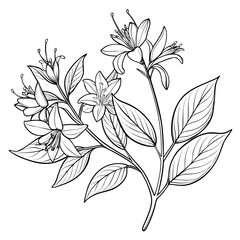 himalayan honeysuckle line art on white background