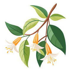 himalayan honeysuckle on white background