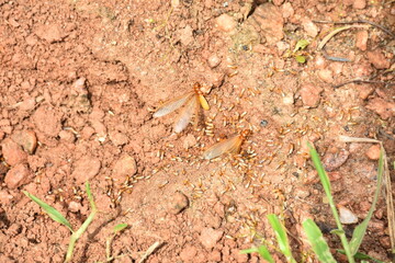 insect image download