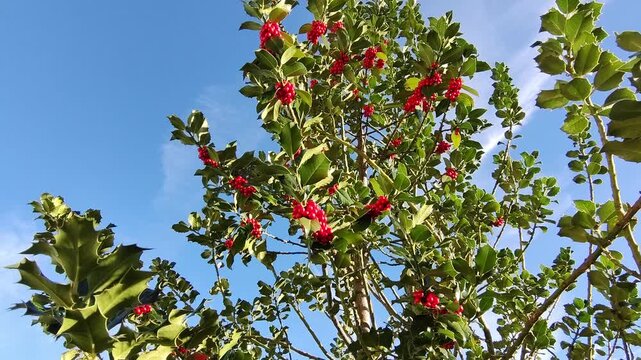 Stechpalme mit roten Beeren vor blauem Himmel &ndash; leuchtende Herbstfarben, nat&uuml;rliche Sch&ouml;nheit und detailreiche Nahaufnahme der Pflanze in herbstlicher Natur, Ilex, Strauch, Umwelt, Flora, Fr&uuml;chte
