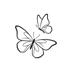 vector illustration of butterfly